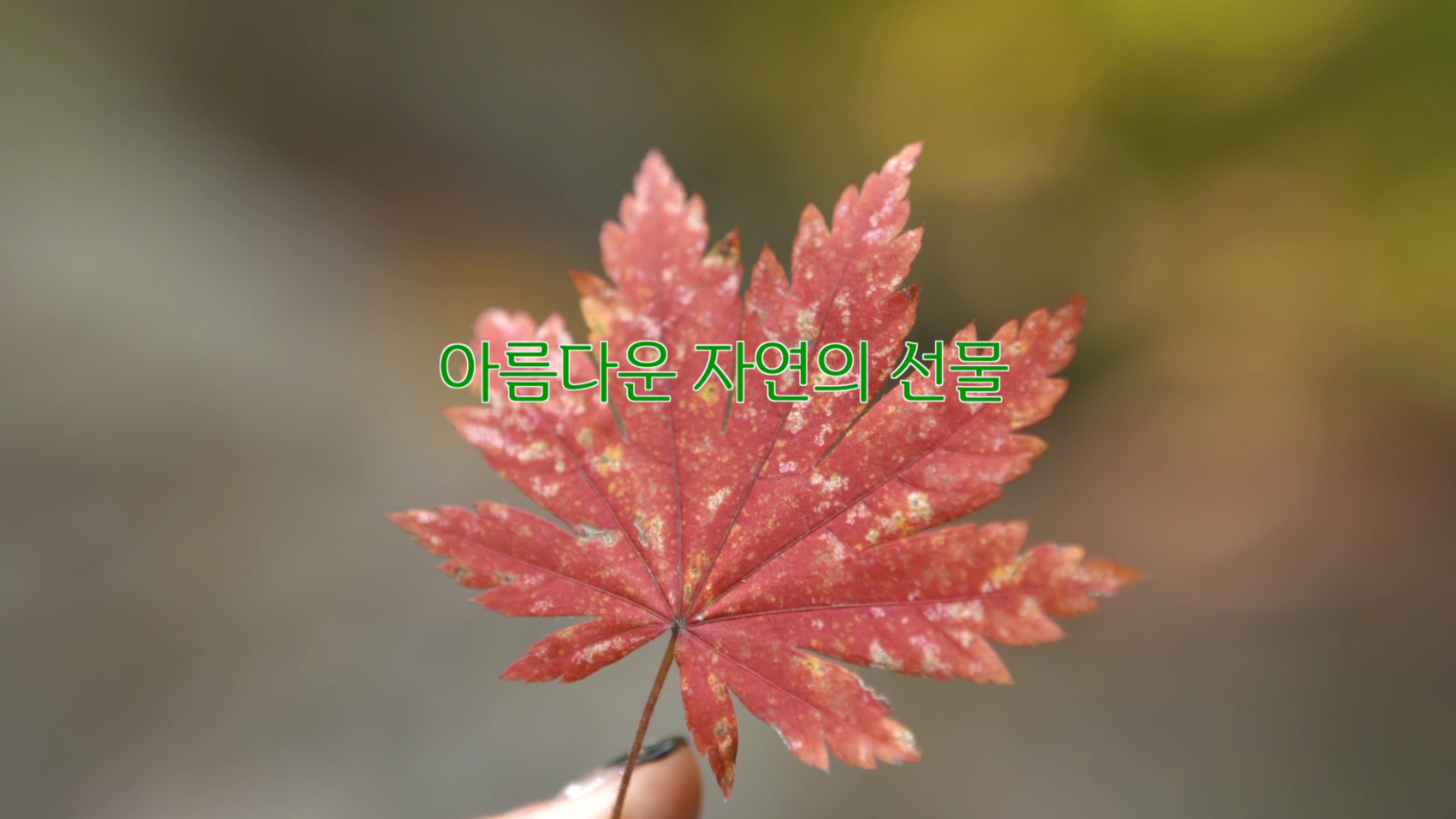 성주산자연휴양림의 겨울